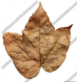 Leaves Dead 0048